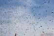 Thumbs/tn_IMG_0607.jpg